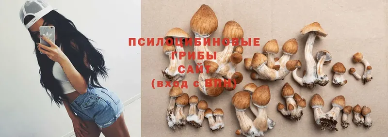 сколько стоит  Волоколамск  Псилоцибиновые грибы GOLDEN TEACHER 